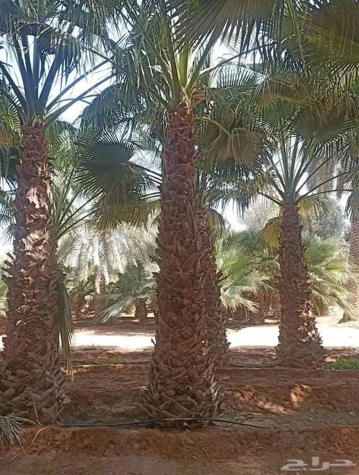 زراعه توريد وتركيب جميع انواع النخيل 0