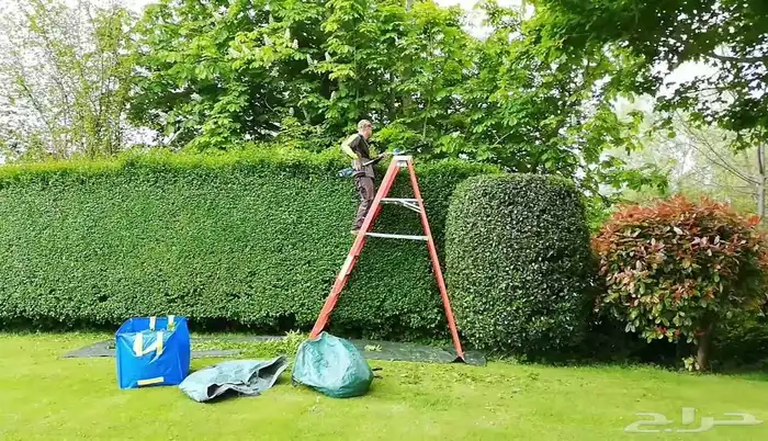 معلم تكريب النخل وقص اشجار وتزيين الحديقه وتلقيح نخل 7