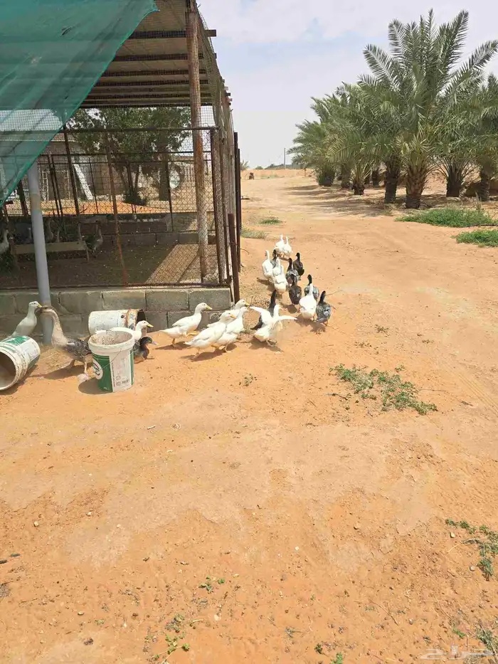 بط بكيني 3