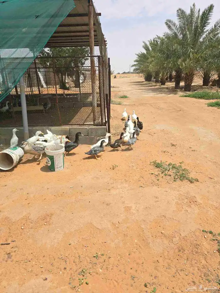 بط بكيني 4