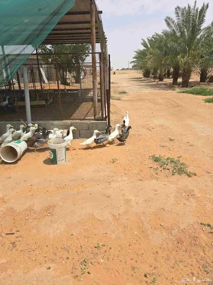 بط بكيني 5