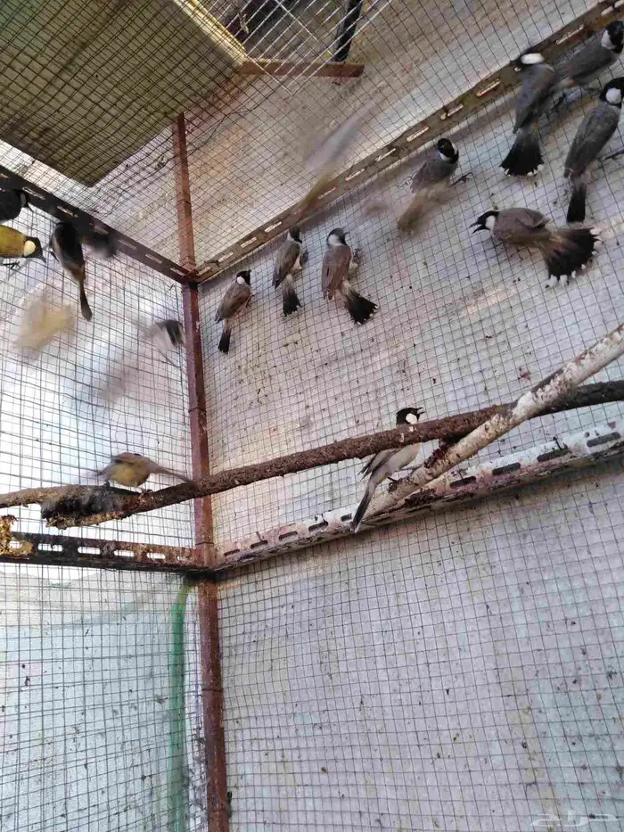 اجواز بلابل عراقيه أحجام جامبو 0