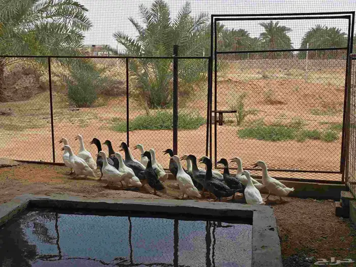 بط بكيني 1