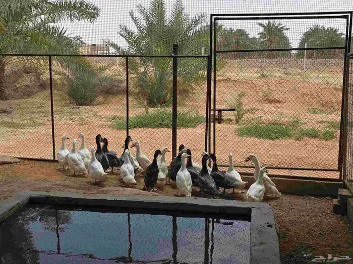 بط بكيني 2