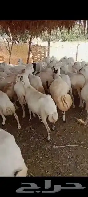 ضان قريب رفيدي الادب مفتوح كما تبغى 5