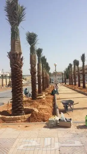 تسوير المزارع والأراضي البيضاء وتوريد وزراعة النخيل 4