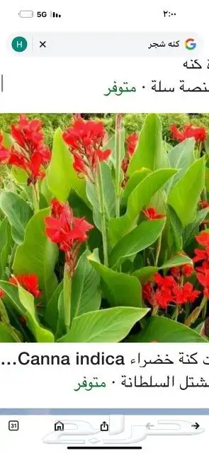 مشتل تنسيق حدائق 4