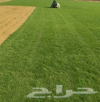 ثيل سي 2000 صافي وطبيعي جراده قولي مزرعه الخرج 1