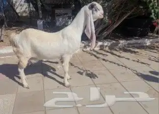عنز حجازيه بيضاء برصاء جرم ناهي 7