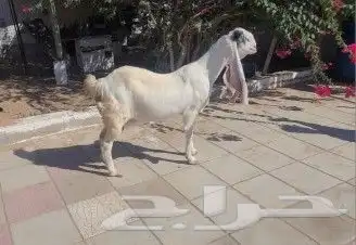 عنز حجازيه بيضاء برصاء جرم ناهي 2