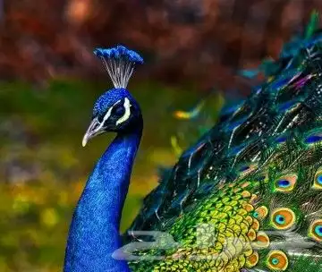 جوز فروخ طاؤوس 2