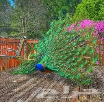 جوز فروخ طاؤوس 1