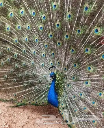 جوز فروخ طاؤوس 0