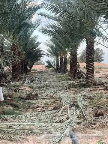 نخل خلاص برحي سكري 3