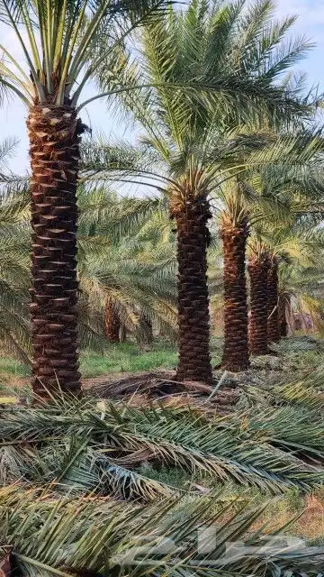 تسوير المزارع والأراضي البيضاء وتوريد وزراعة النخيل 10