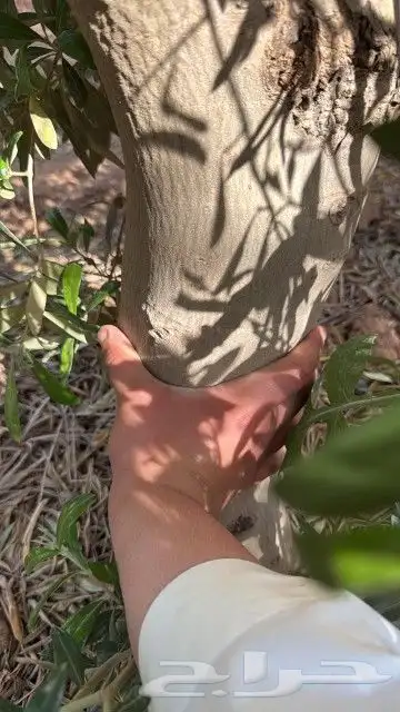 يوجد لدينا زيتون مثمر جميع الأحجام المختلفه 2