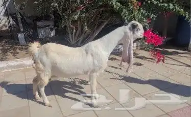 عنز حجازيه بيضاء برصاء جرم ناهي 3