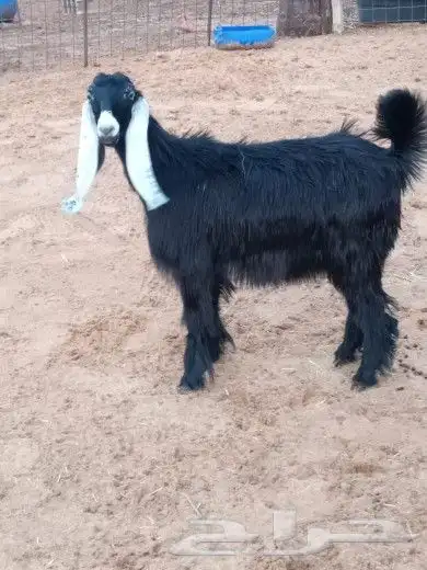 جفرة للبيع 9
