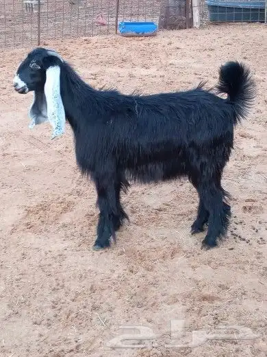 جفرة للبيع 6