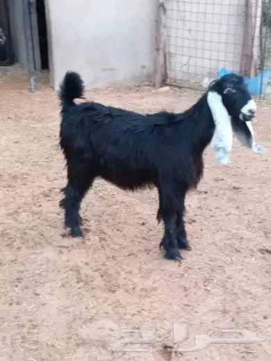 جفرة للبيع 2