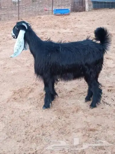 جفرة للبيع 8