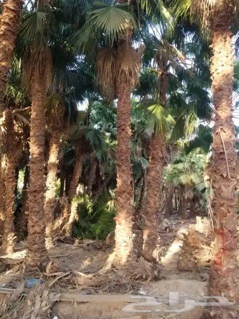 نخل واشنطني من مترين الا عشره متر 2