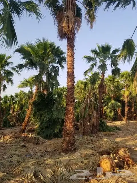 نخل واشنطني من مترين الا عشره متر 0
