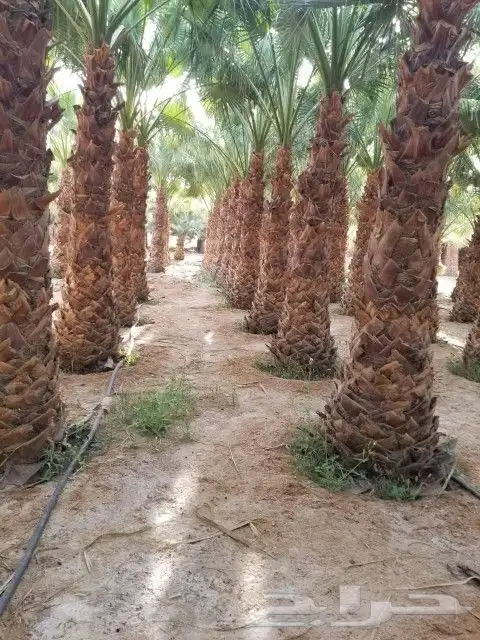 نخل واشنطني من مترين الا عشره متر 5