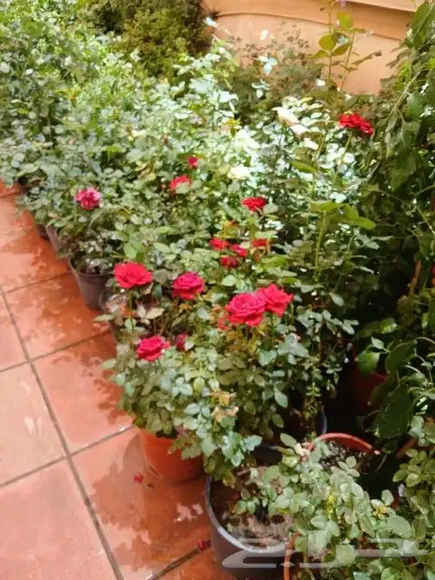 مشتل تنسيق حدائق 5