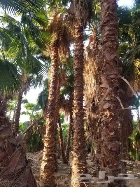 نخل واشنطني من مترين الا عشره متر 1