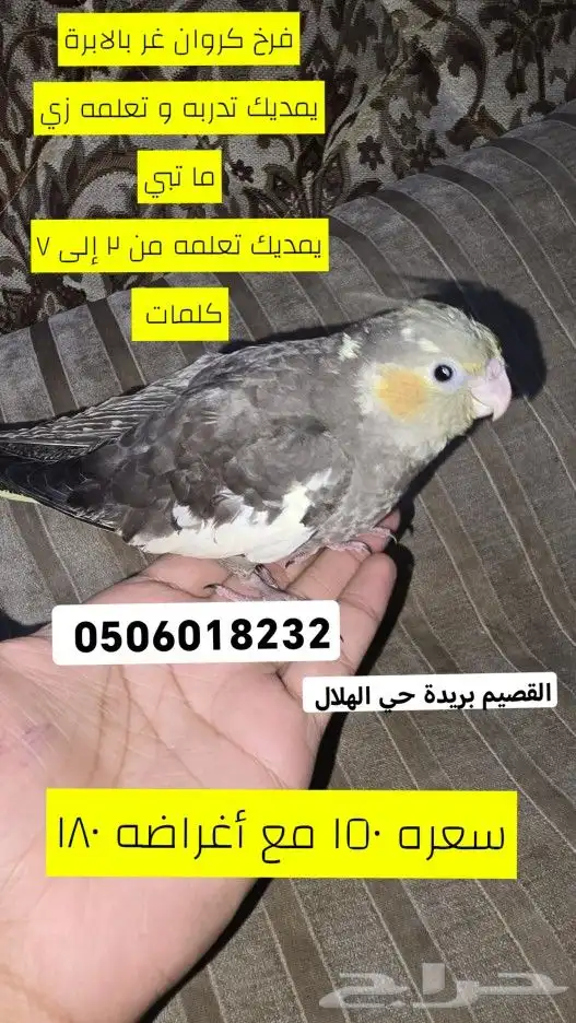 تم البيع فرخ كروان غر يمديك تدربه على حركة 0
