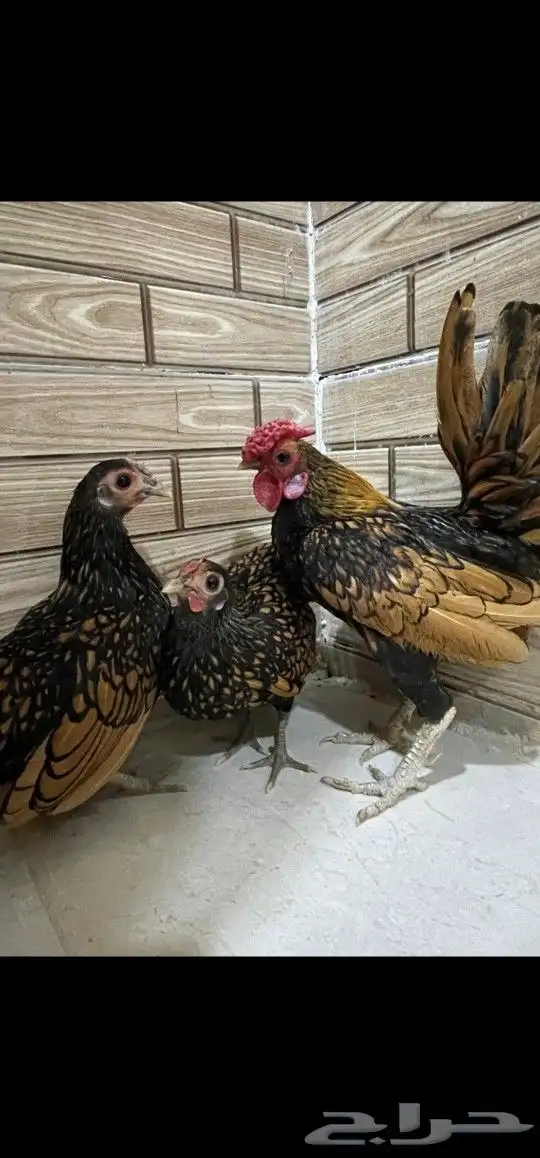 طقمين سبرايت 0