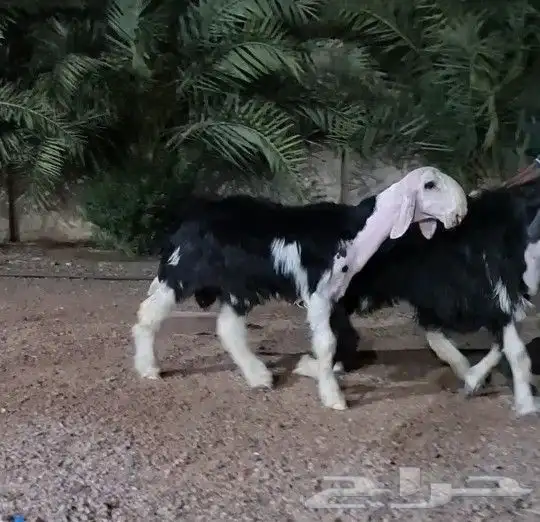 مشروع فحل نجدي 1