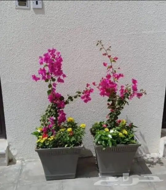 مشتل تنسيق حدائق 9