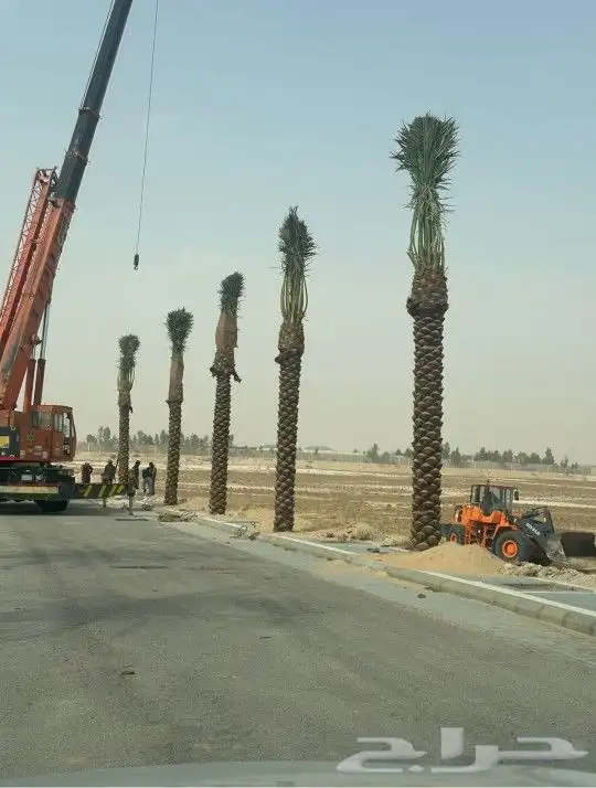 تسوير المزارع والأراضي البيضاء وتوريد وزراعة النخيل 12
