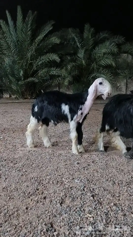 مشروع فحل نجدي 0