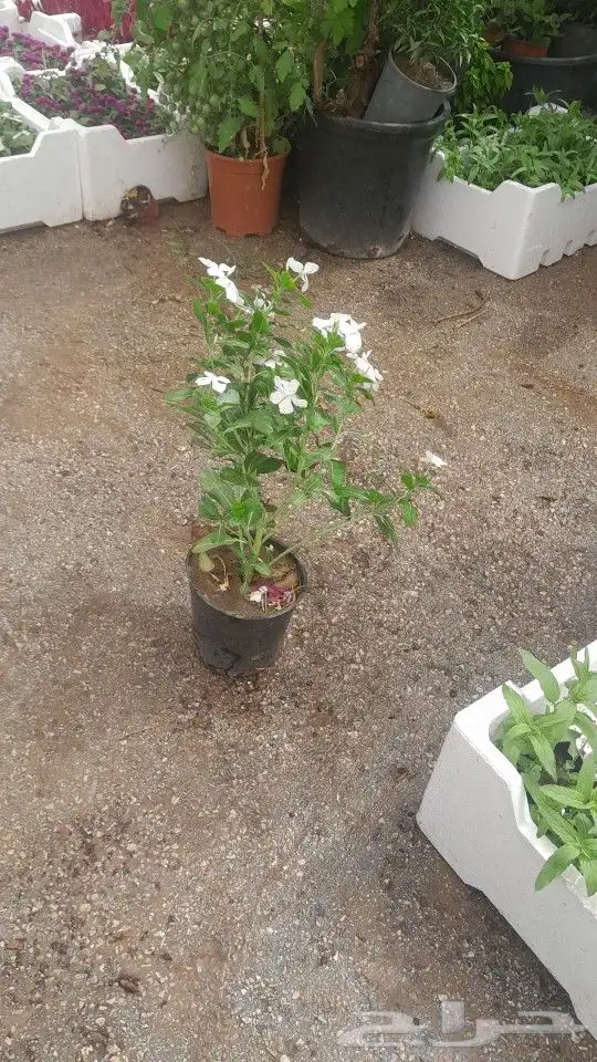 مشتل تنسيق حدائق 0