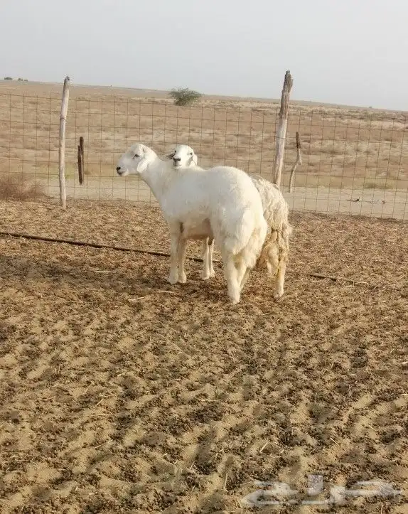 تم البيع 5