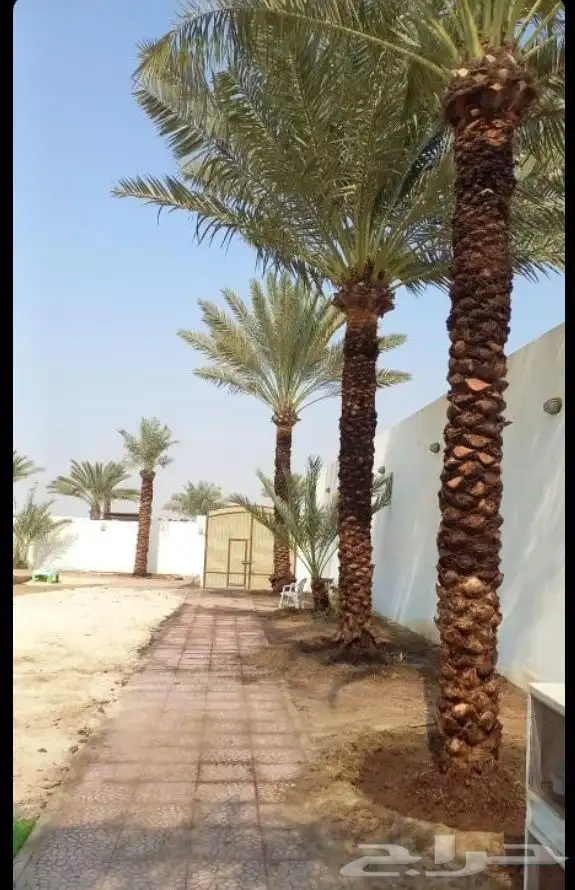 معلم تكريب النخل وقص اشجار وتزيين الحديقه وتلقيح نخل 2