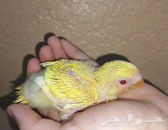 روز غر تم البيع 0