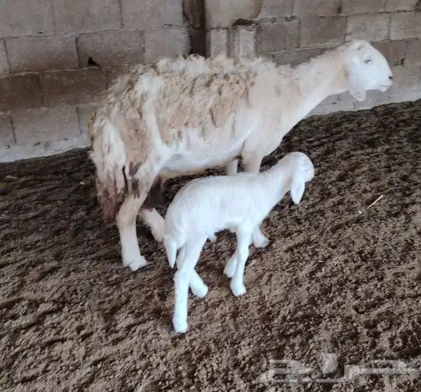 شاه صنف سدس تحتها طلي مشروع ماشاءالله تبارك الله 2