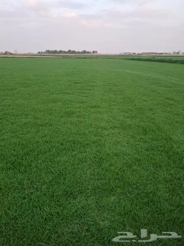 ثيل سي 2000 صافي وطبيعي جراده قولي مزرعه الخرج 4