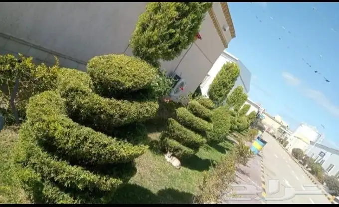 معلم تكريب النخل وقص اشجار وتزيين الحديقه وتلقيح نخل 8