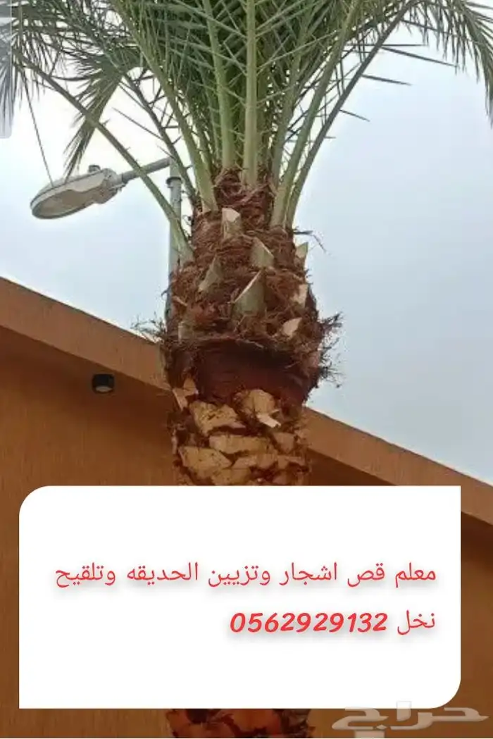 معلم تكريب النخل وقص اشجار وتزيين الحديقه وتلقيح نخل 4