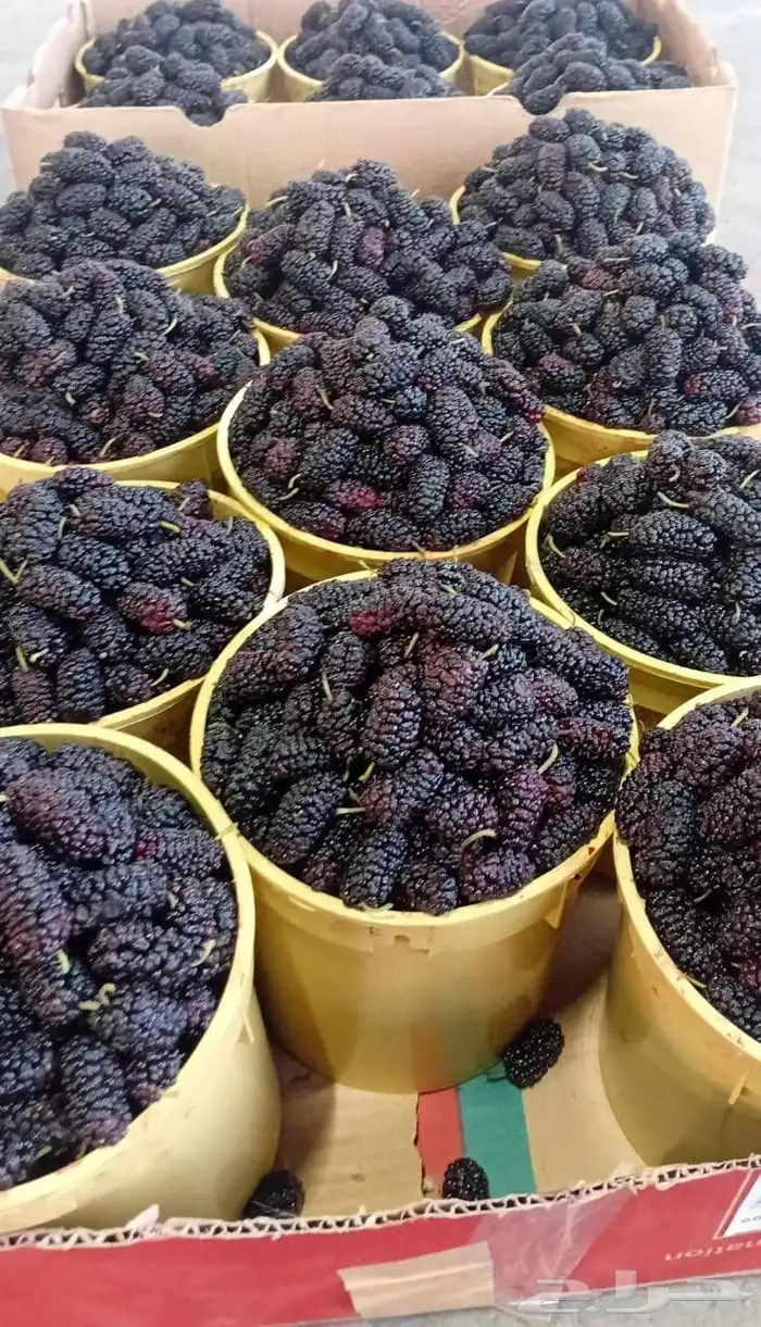 توت طايفي ومشمش الهدا وتفاح بلدي حق طايف مع توصيل مجاني 1