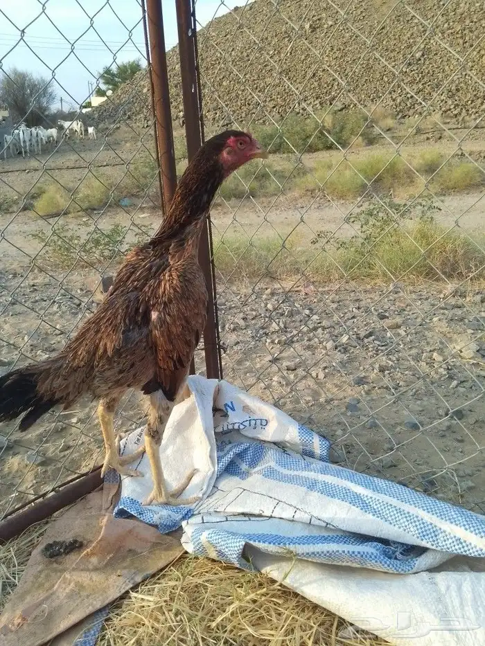 دجاج شامو سندي 3