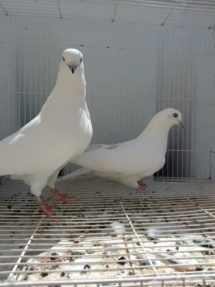 حمام باكستاني وحشي مطيار شرط 0