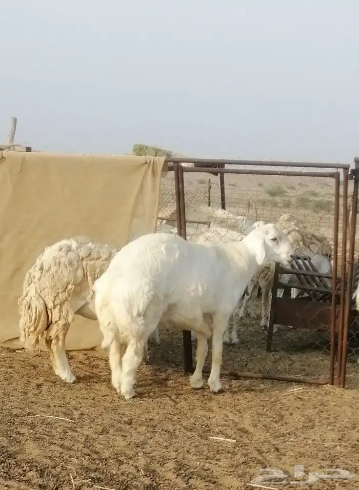 تم البيع 2