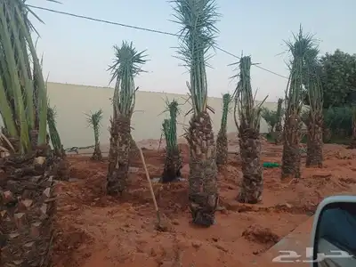 قلع وغرس و ترحيل جميع انواع النخيل 1