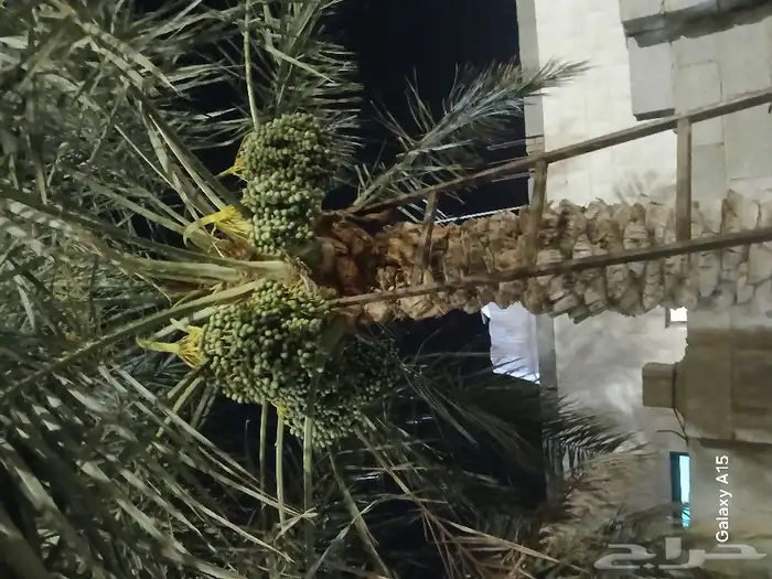 زراعه وتكريب وتعكيس ورش مبيدات جميع انوع النخيل 0
